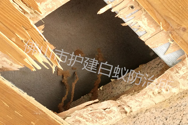 怎樣使用滅白蟻藥粉和工具